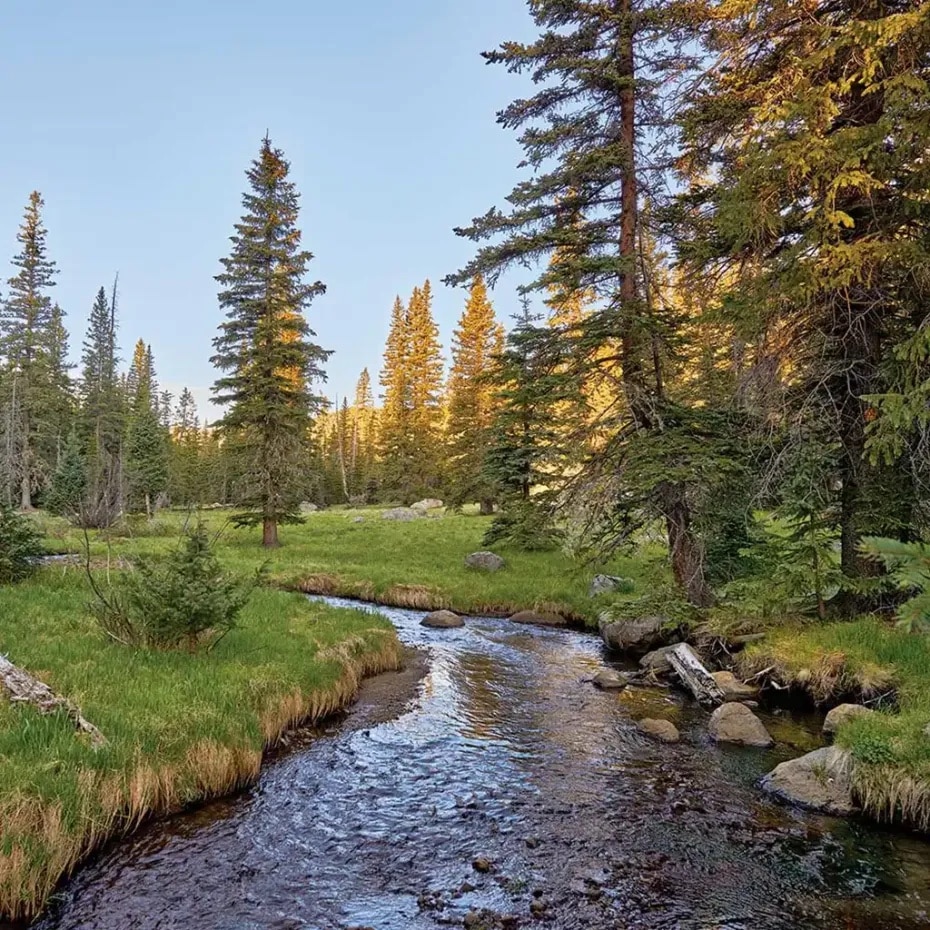 Hannagan Meadow in the Arizona White Mountains