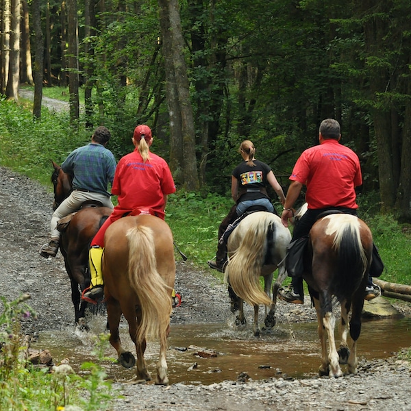 Horseback riding and stables in the Arizona White Mountains Horseback riding and stables in the Arizona White Mountains