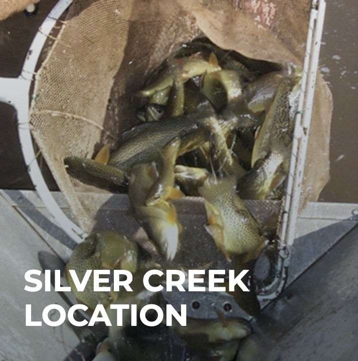 Silver Creek Location