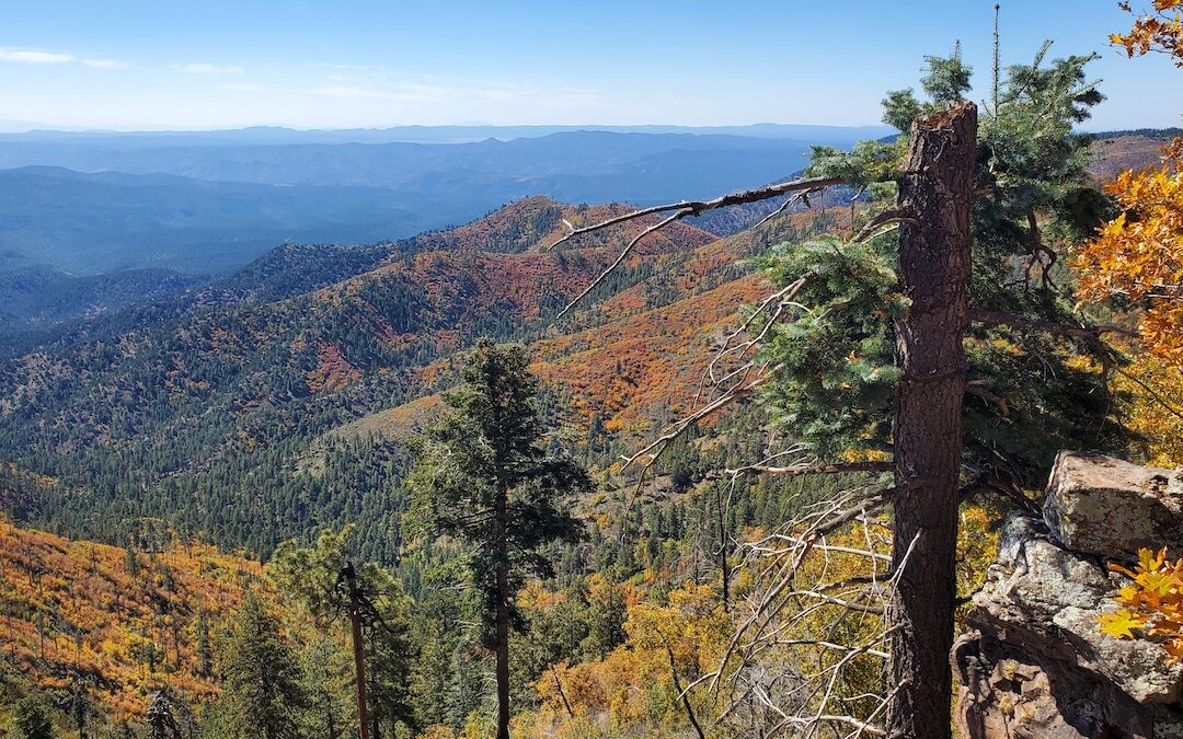 Blue Vista Overlook in the Arizona White Mountains