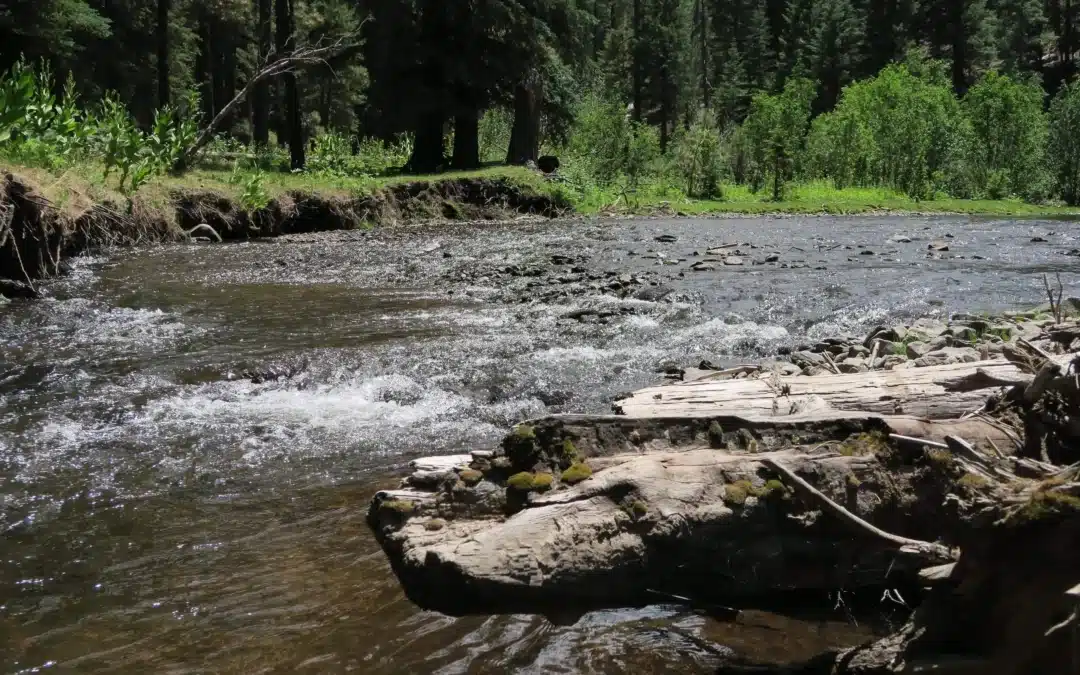 7 Best Hiking Trails Near Alpine Arizona