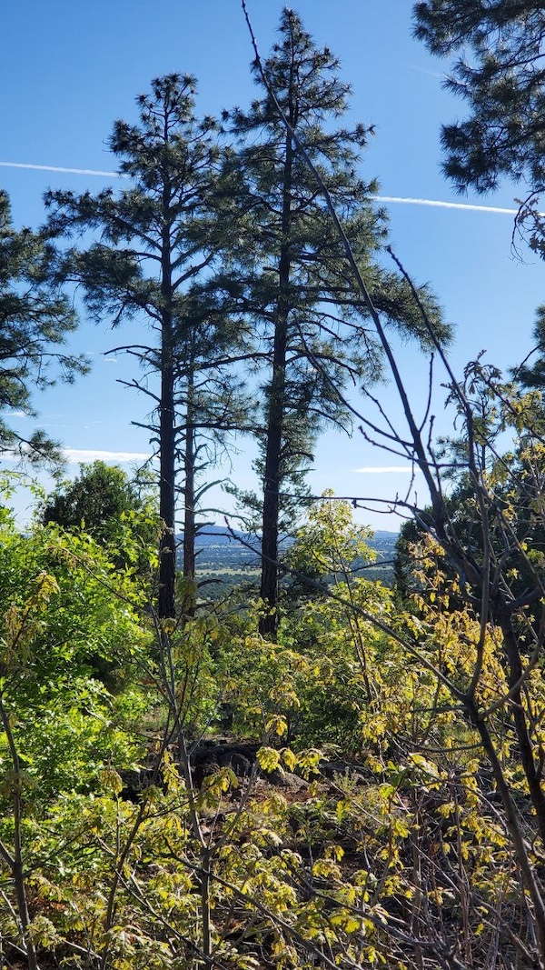 Panorama Trail Panorama Trail