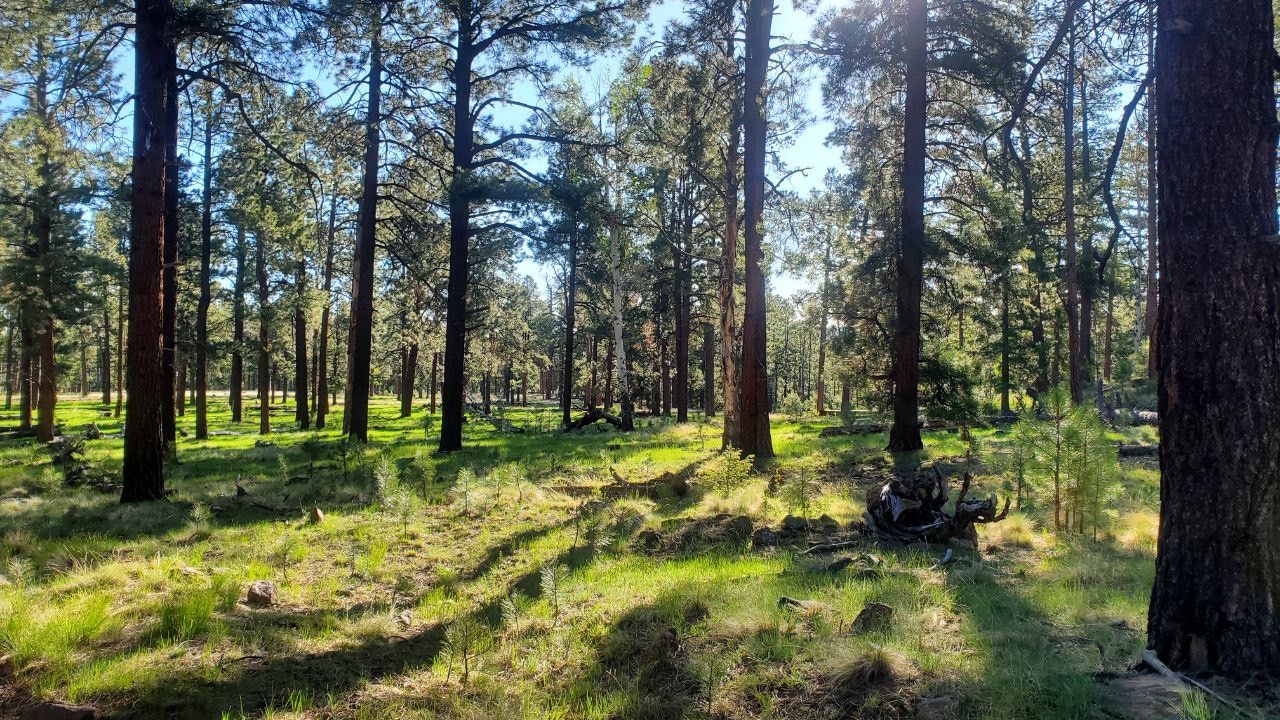 Ponderosa Loop Trail Ponderosa Loop Trail