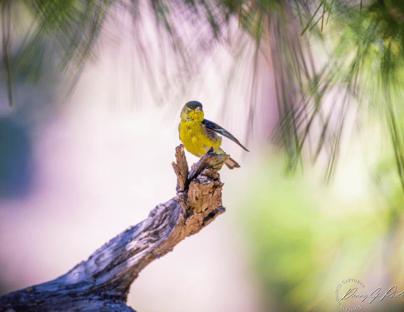 Arizona's Best Birdwatching