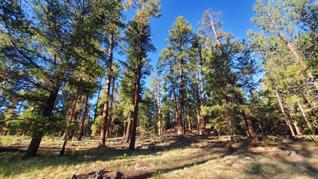 Ponderosa Loop Trail Ponderosa Loop Trail