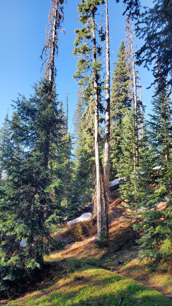 8-West Baldy Trail