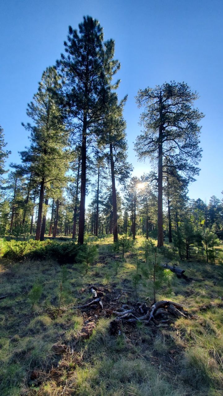 Ponderosa Loop Trail Ponderosa Loop Trail