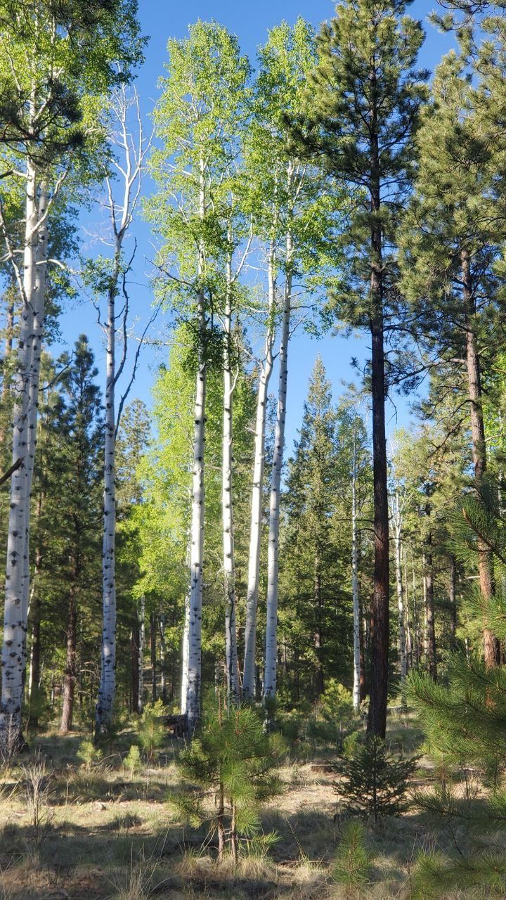 Ponderosa Loop Trail Ponderosa Loop Trail