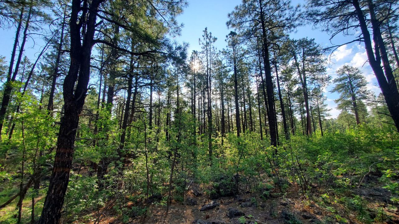 Springs Trail #633 Springs Trail #633
