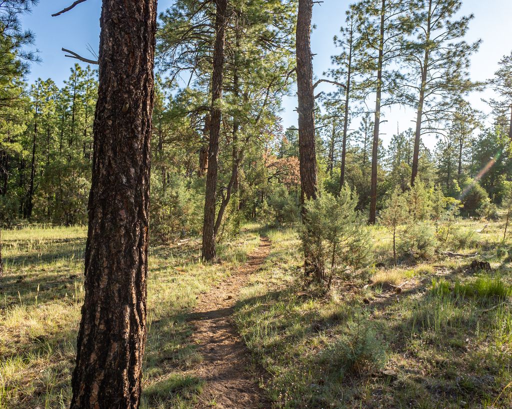 Timber Mesa Trail #636 Timber Mesa Trail #636