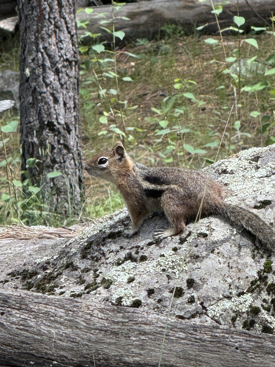 Horseshoe Cienega Lake Chipmunk Horseshoe Cienega Lake Chipmunk