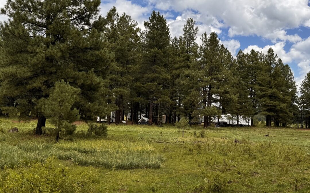 Dispersed Camping in Arizona’s Alpine Ranger District