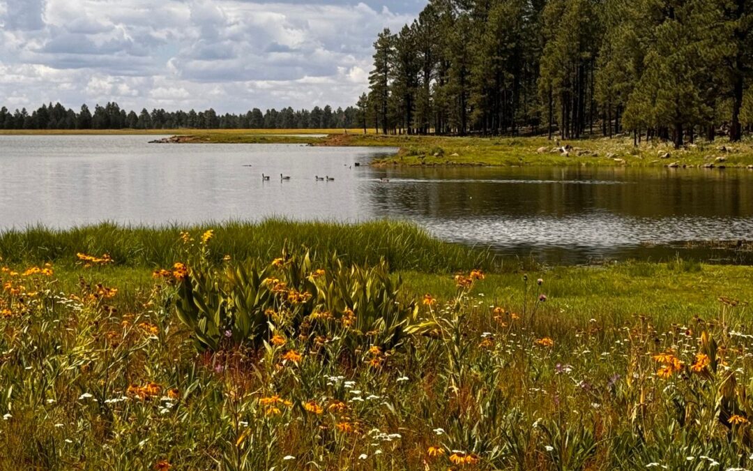 Horseshoe Cienega Lake Campground