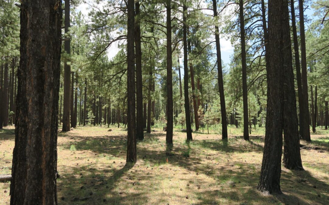 Los Burros Campground