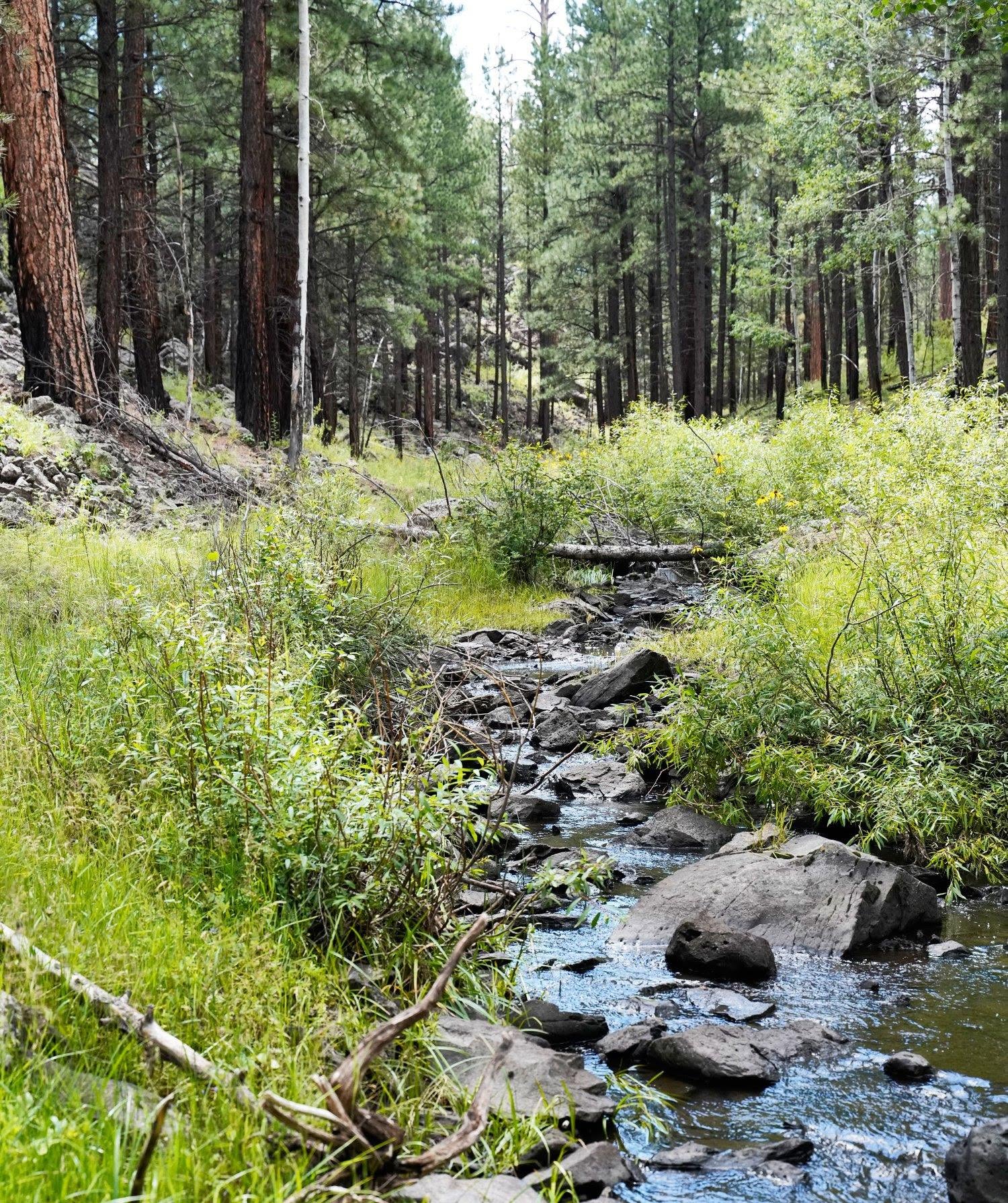 Benny Creek - Arizona