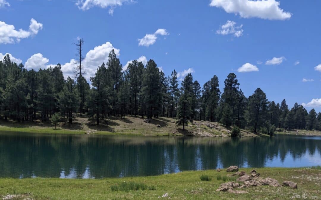 Christmas Tree Lake