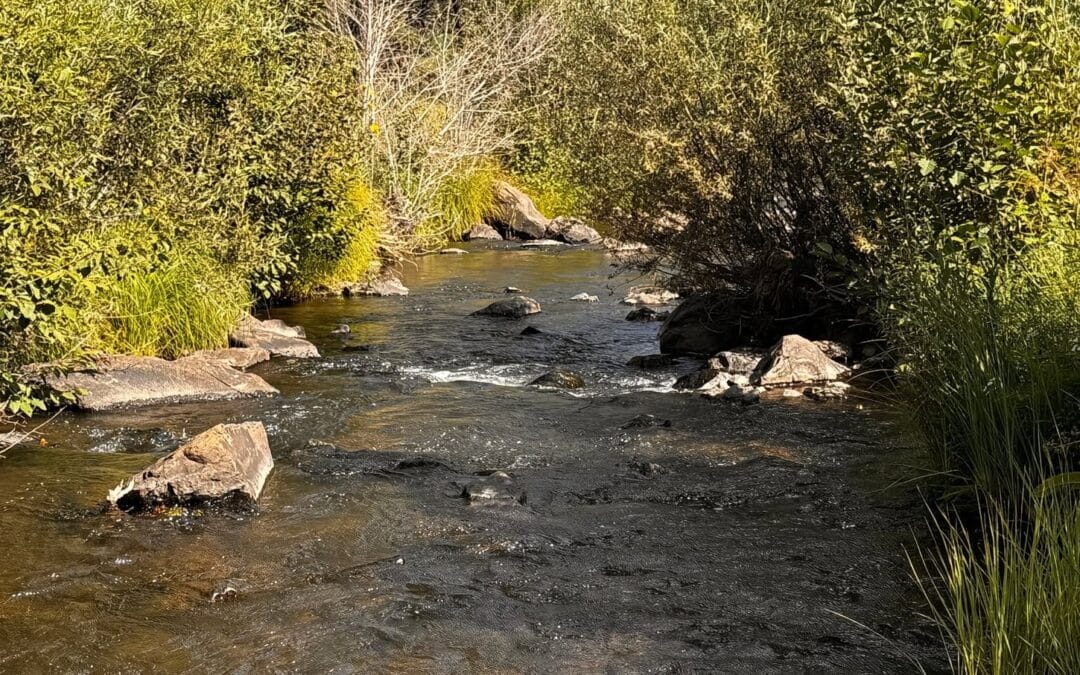 East Fork of the Little Colorado River