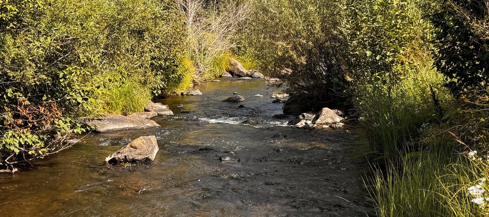East Fork of the Little Colorado River - Arizona