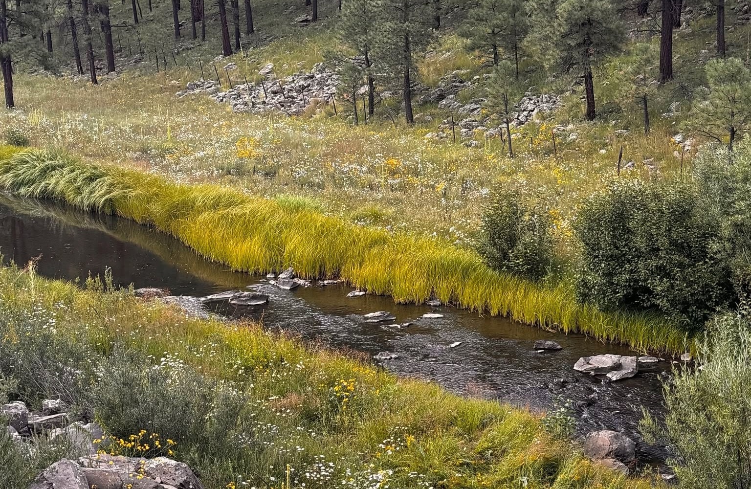 West Fork of the Black River - Arizona